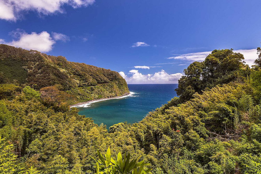 Hana Rain Forest
