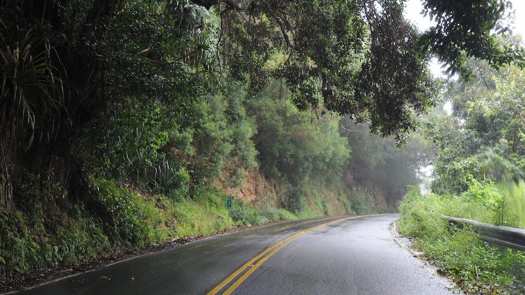 Hana Rain Forest